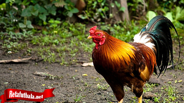 Penting Kenali Sifat-sifat Ayam