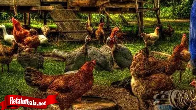 Trik Jika Ingin Ternak Ayam Tarung
