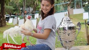 Trik Rahasia Merawat Ayam Sehari Sebelum Tanding